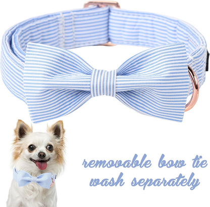 Blue Bowtie Collar 