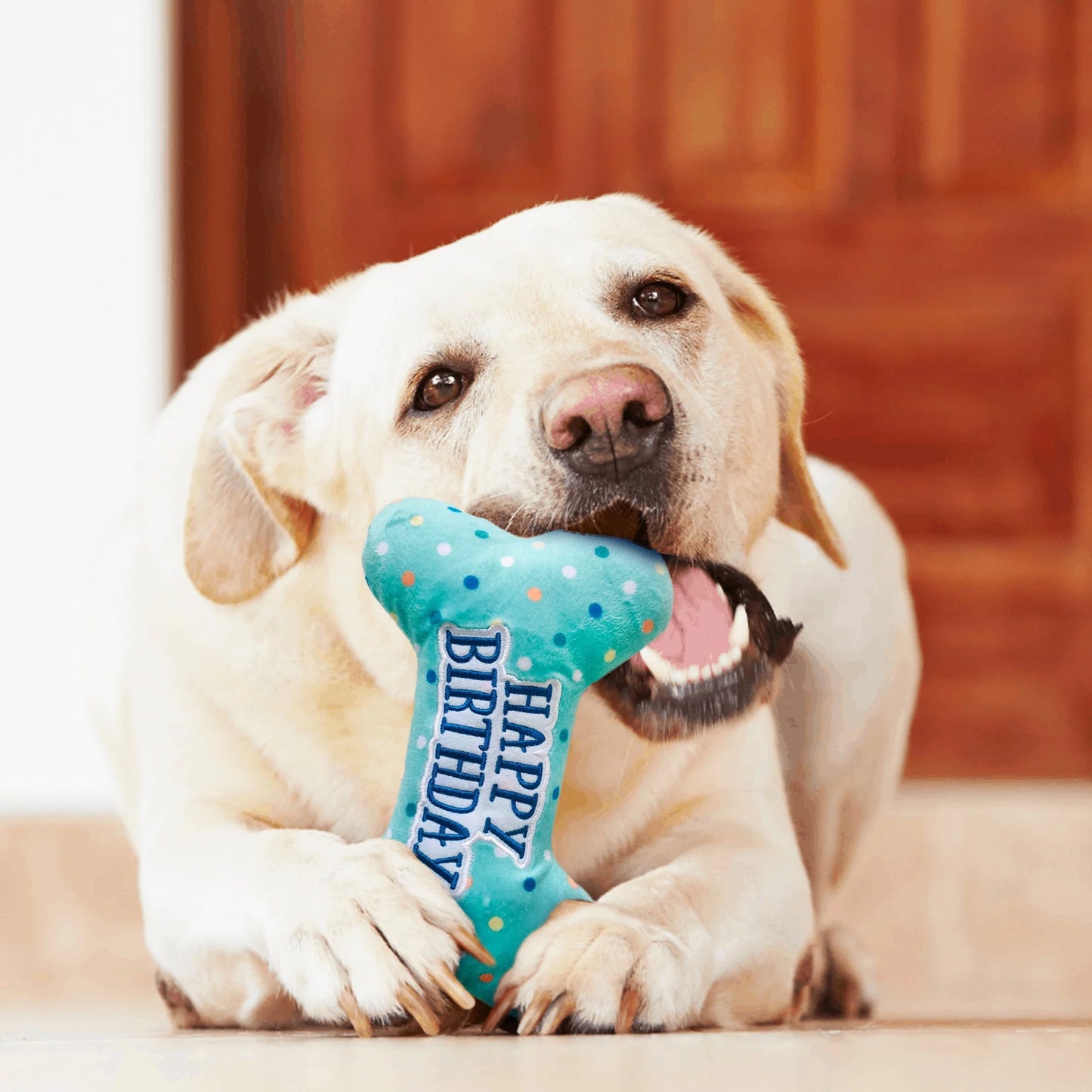 Dog Birthday Toy