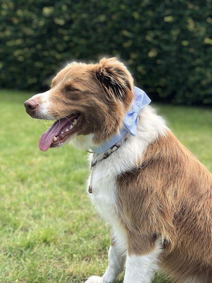 Blue Bowtie Collar 