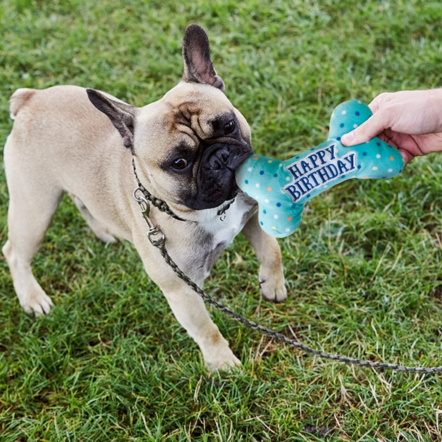 Dog Birthday Toy