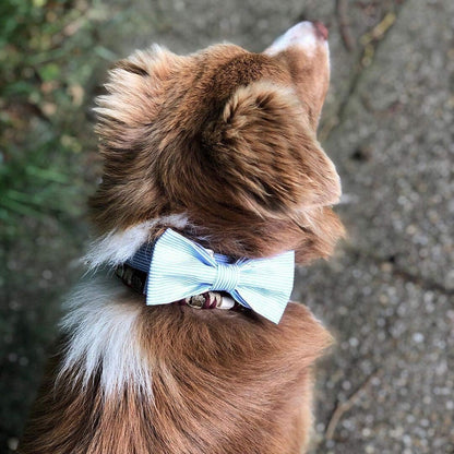 Blue Bowtie Collar 