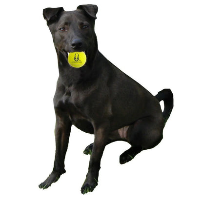Tennis Balls, Pack of 4